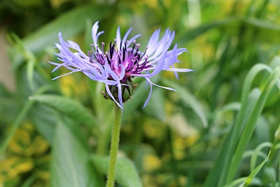 Bergflockenblume