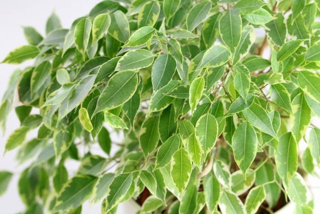 Birkenfeige Ficus Benjamini