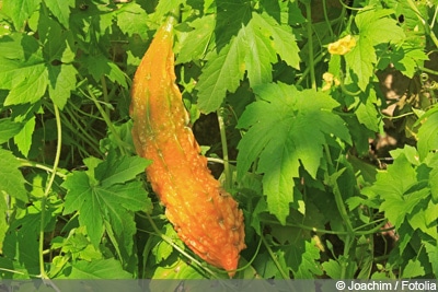 Bittermelone Asiatisches Gemüse