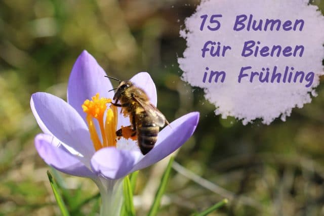 Blumen Bienen Frühling