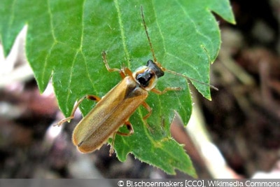 Cantharis decipiens gelbe Käfer