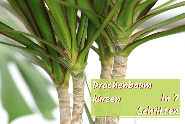 Drachenbaum kürzen