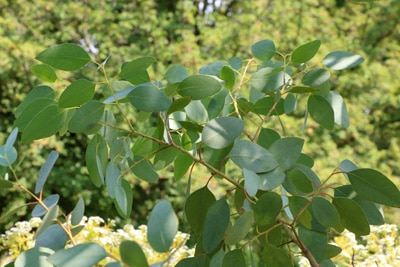 Eukalyptus Strauch