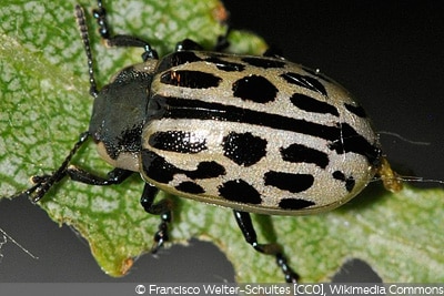 Chrysomela vigintipunctata