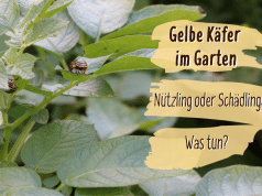 Effektive Hausmittel Gegen Mucken Stechmucken Bekampfen