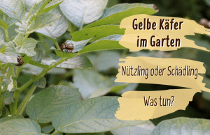 Gelbe Käfer im Garten