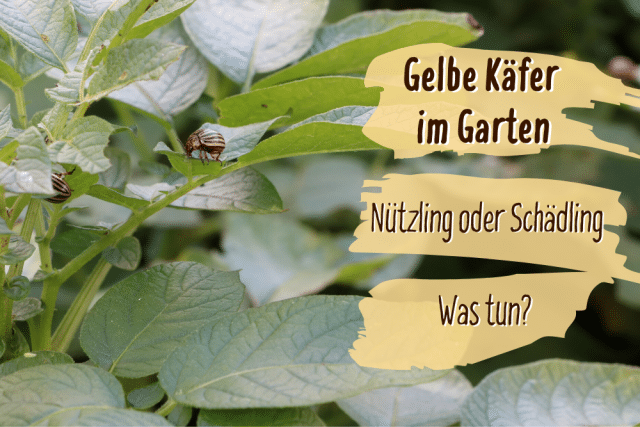 Gelbe Käfer im Garten