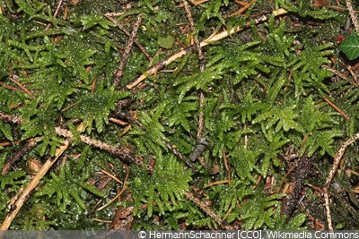 Scleropodium purum