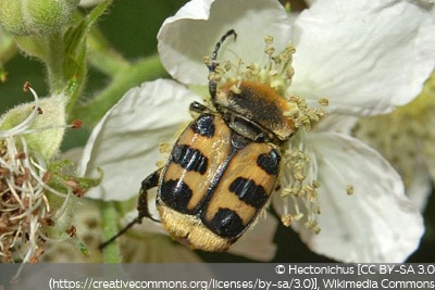 Glattschieniger Pinselkäfer