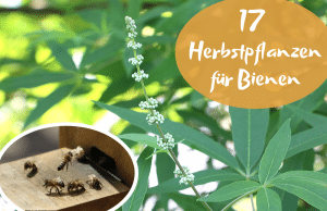 Bienen Herbstpflanzen