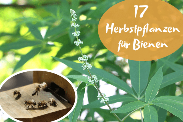 Bienen Herbstpflanzen