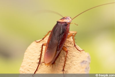 Insekten schabenähnliche Deutsche Schabe