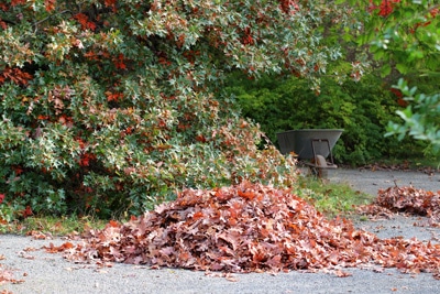 Laub Herbst