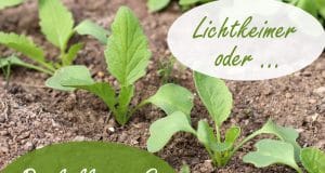 Lichtkeimer oder Dunkelkeimer