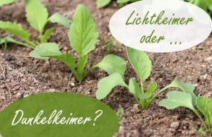 Lichtkeimer oder Dunkelkeimer