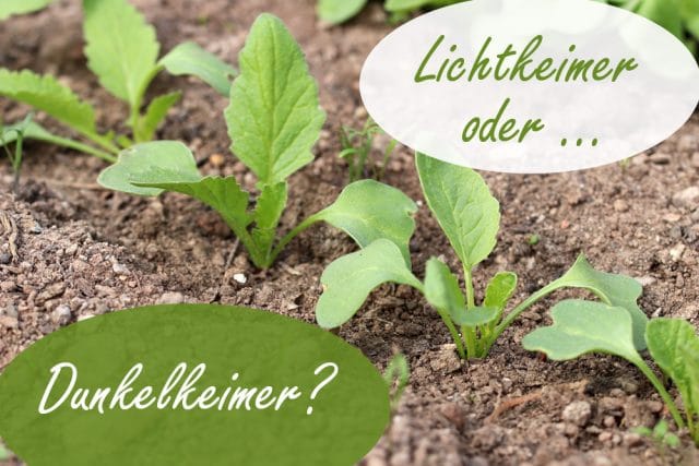 Lichtkeimer oder Dunkelkeimer