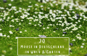 Moose in Deutschland