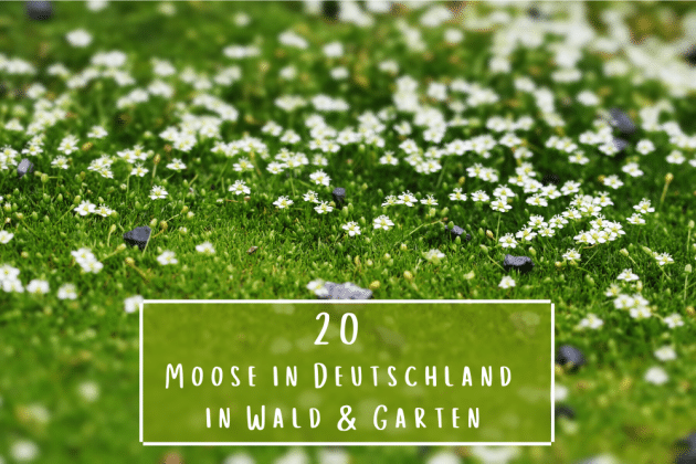 Moosarten in Deutschland: 20 Sorten in Garten und Wald - Gartendialog.de
