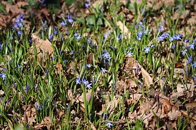 Zweiblättriger Blaustern