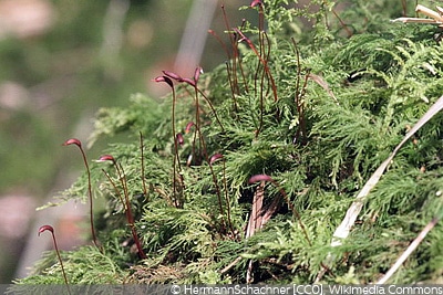 Thuidium tamariscinum