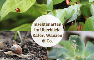 Insektenarten in Deutschland