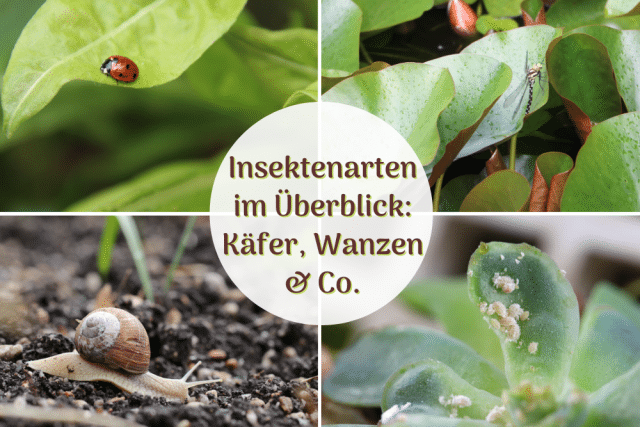 Insektenarten in Deutschland