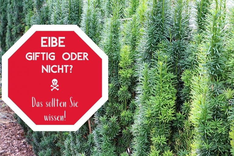 Ist Eibe giftig? Gefahren für Menschen, Katzen & Co. Gartendialog.de