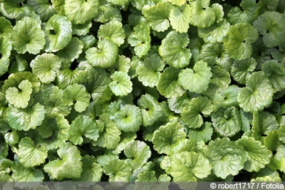 Glechoma hederacea