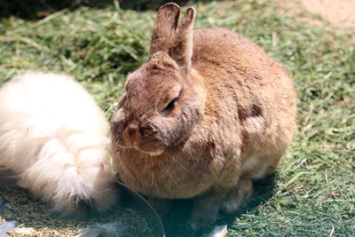 Hase und Meerschwein