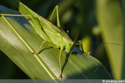 Grünes Heupferd Insektenarten