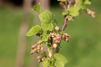 schwarze Johannisbeeren