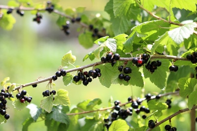 schwarze Johannisbeeren