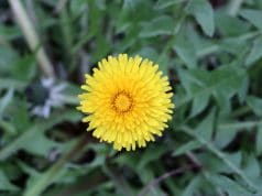 Hornmehl Als Dunger Und Gegen Klee Im Rasen Garten Und