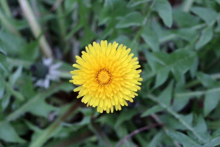 Ist Löwenzahn giftig oder essbar? Infos für Mensch & Tier Gartendialog.de