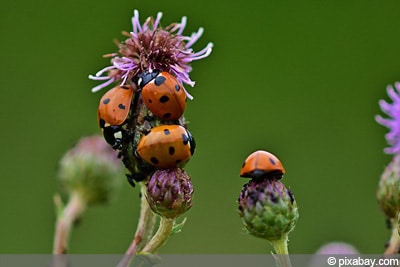 Coccinellidae