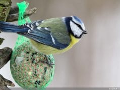 Elstern Aus Dem Garten Vertreiben 5 Sanfte Methoden Gartendialog De