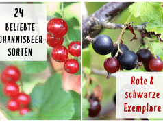 Wann Sind Stachelbeeren Reif Der Ideale Zeitpunkt Zum Ernten