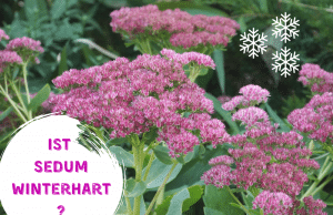 Sedum winterhart