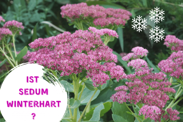 Sedum winterhart