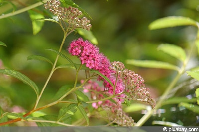 Sommerspiere sommerblühend