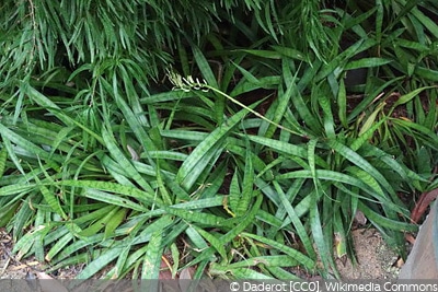 Sansevieria parva