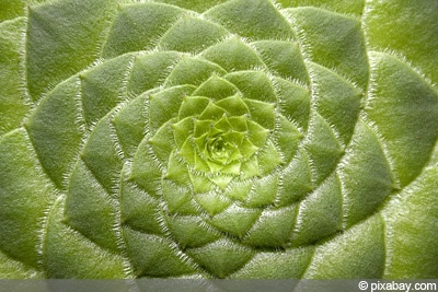 Aeonium tabuliforme