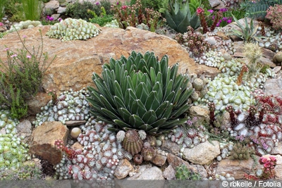 Sukkulenten Agave victoriae-reginae