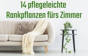 pflegeleichte Rankpflanzen