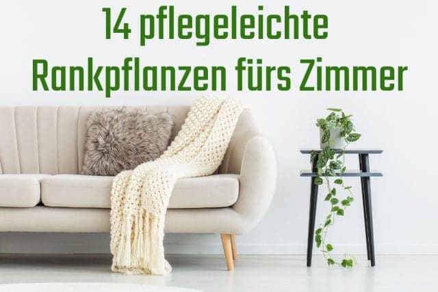 pflegeleichte Rankpflanzen