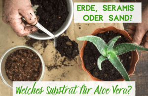 Aloe Vera Substrat