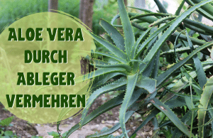 Aloe Vera vermehren