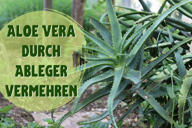 Aloe Vera vermehren