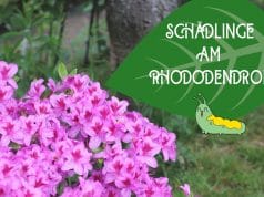 Rhododendron-Blätter angefressen