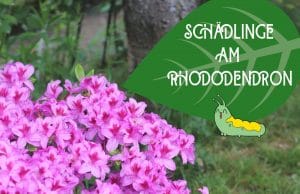 Rhododendron-Blätter angefressen